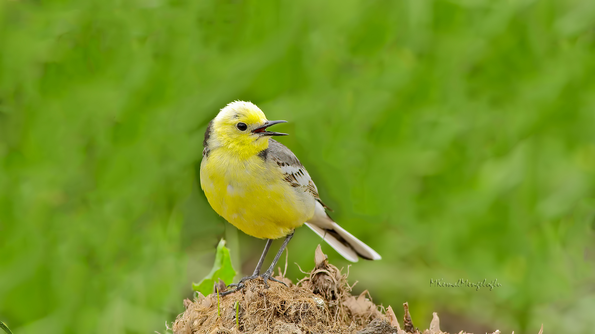 Citrine Wagtail